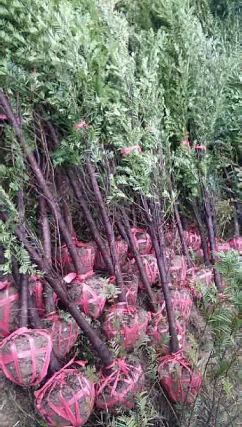 南方红豆杉，1一10公分，欢迎你前来选购