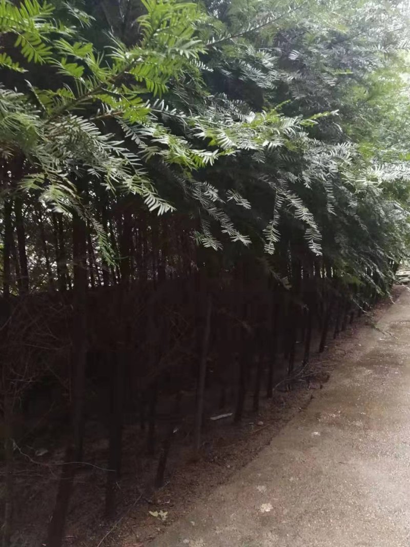 南方红豆杉，1一10公分，欢迎你前来选购