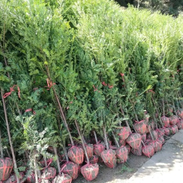 南方红豆杉，1一10公分，欢迎你前来选购