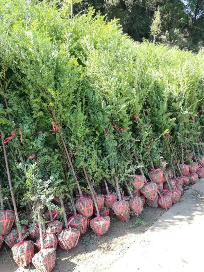 南方红豆杉，1一10公分，欢迎你前来选购