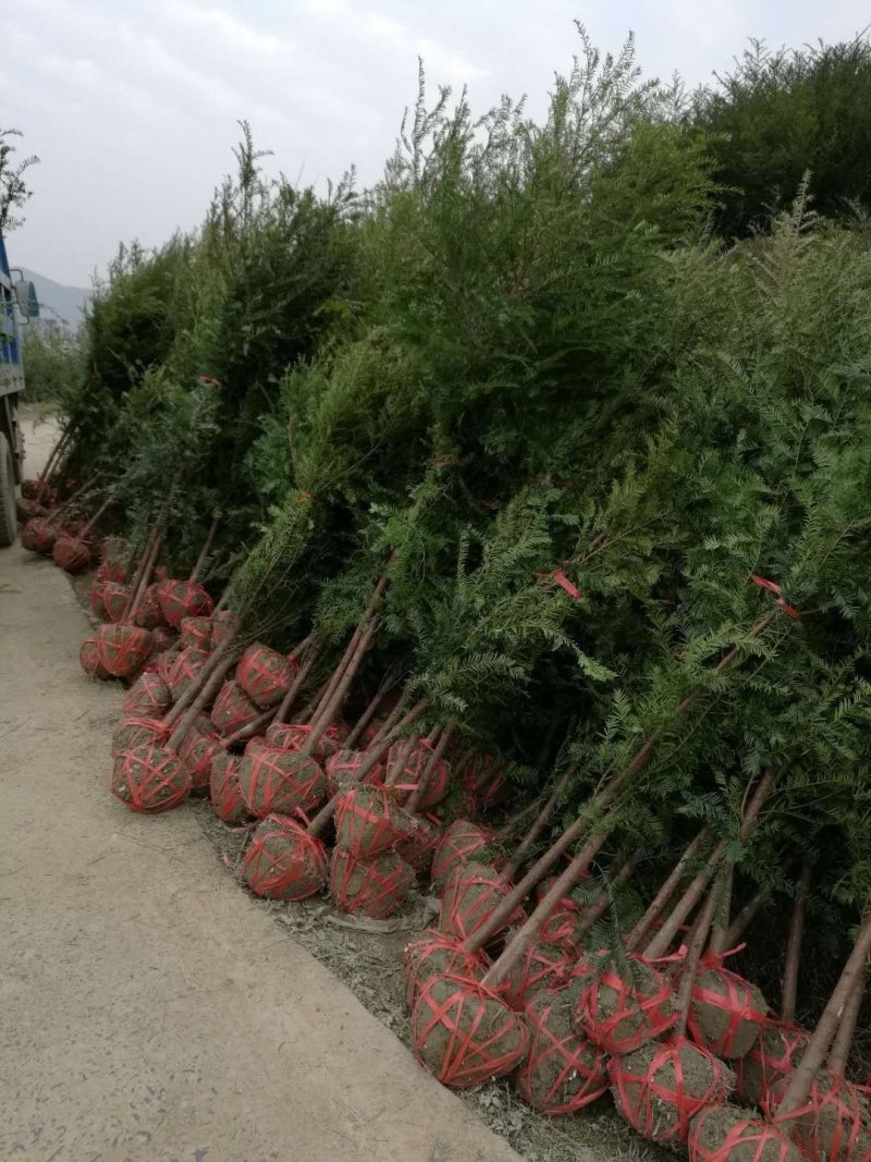 南方红豆杉，1一10公分，欢迎你前来选购