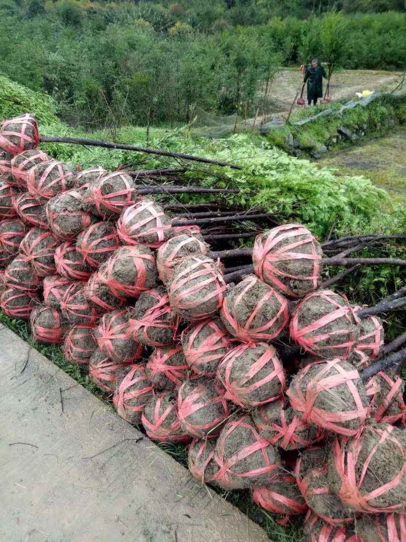 南方红豆杉，1一10公分，欢迎你前来选购