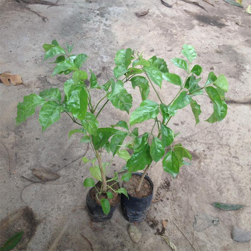 绿宝袋苗盆栽花卉室内四季常青植物庭院地栽苗木