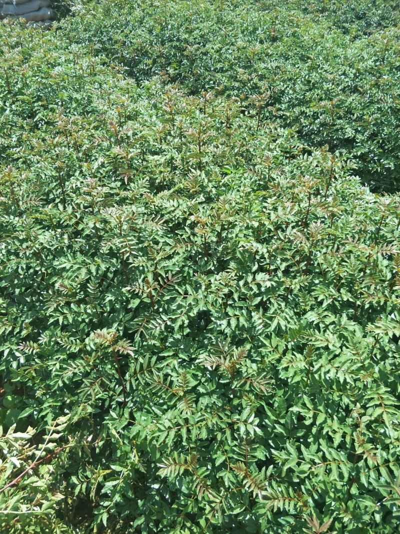 云南花椒苗红花椒苗大红袍花椒苗贡椒苗杯苗地苗