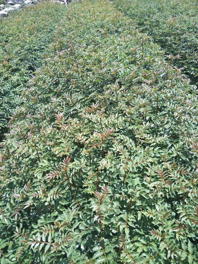 云南花椒苗红花椒苗大红袍花椒苗贡椒苗杯苗地苗