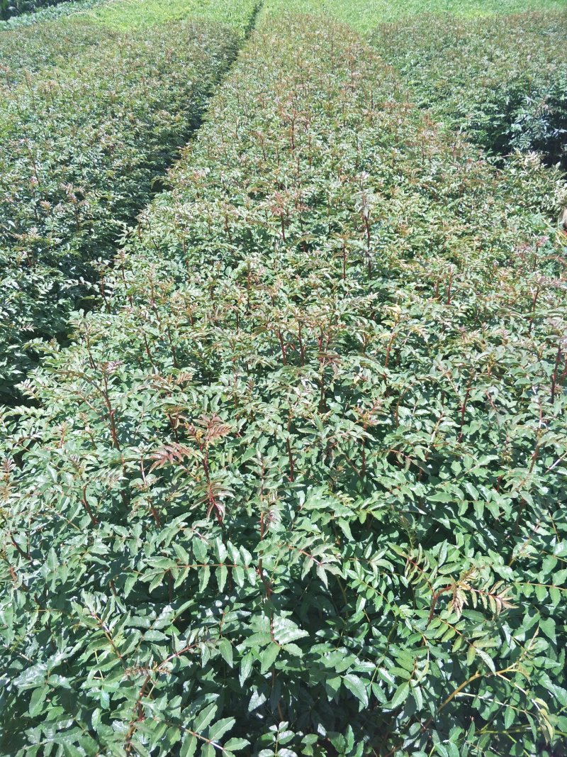 云南花椒苗红花椒苗大红袍花椒苗贡椒苗杯苗地苗