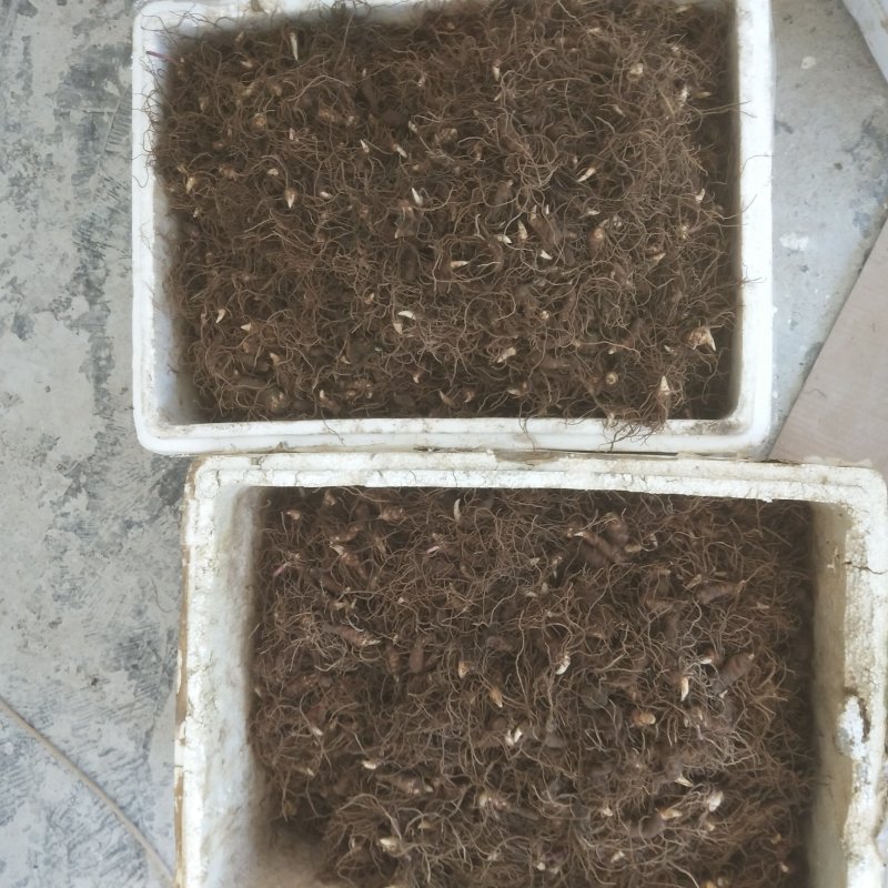 重楼种苗七叶一枝花种苗