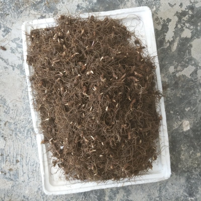 重楼种苗七叶一枝花种苗