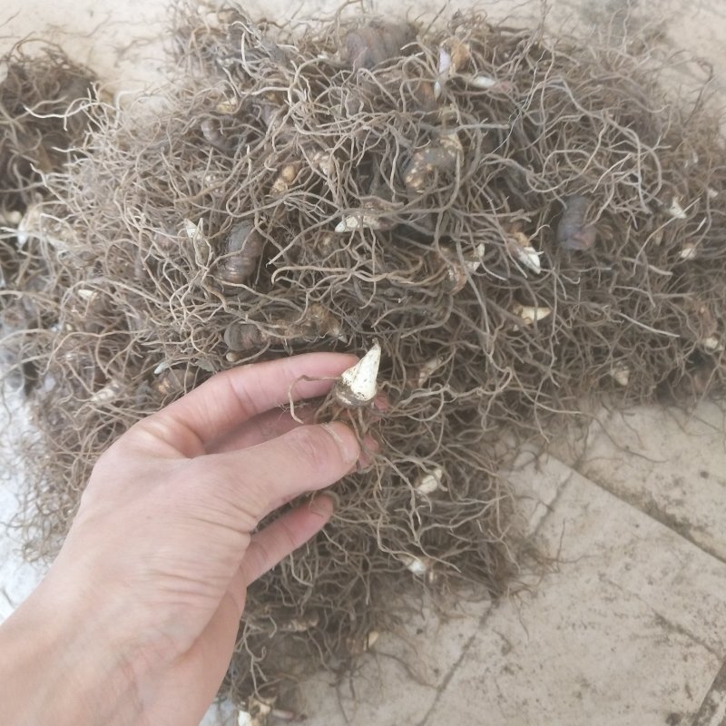 重楼种苗七叶一枝花种苗