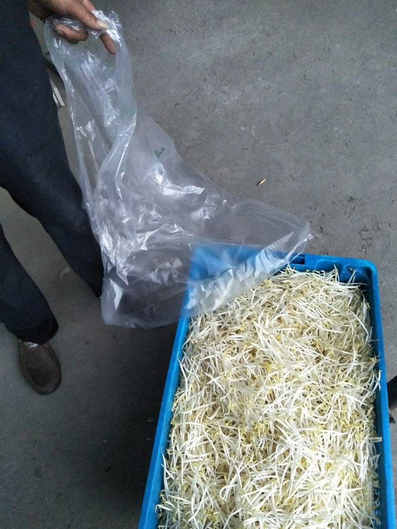 绿豆芽，黄豆芽