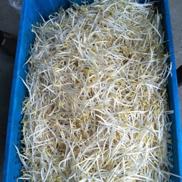 绿豆芽，黄豆芽