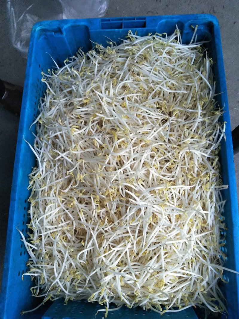 绿豆芽，黄豆芽