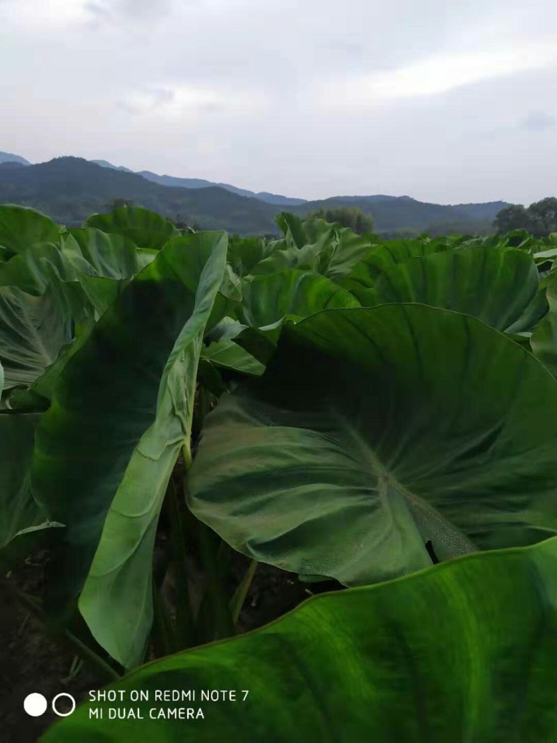 大埠岗香芋