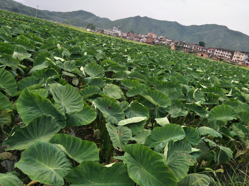 大埠岗香芋