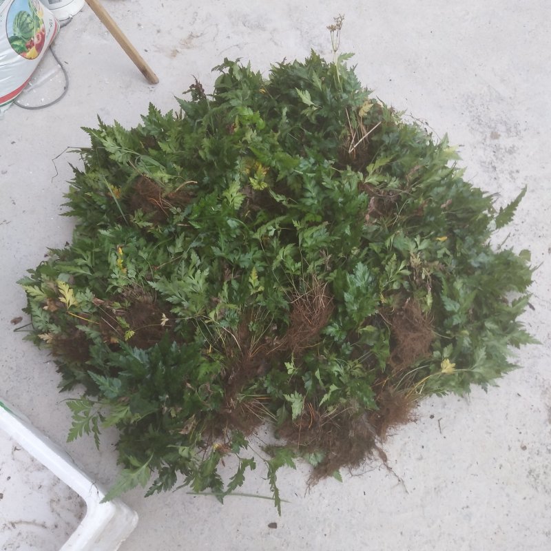 中药材鸡爪黄莲苗带叶整颗