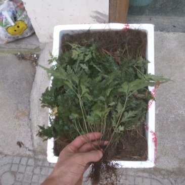 中药材鸡爪黄莲苗带叶整颗