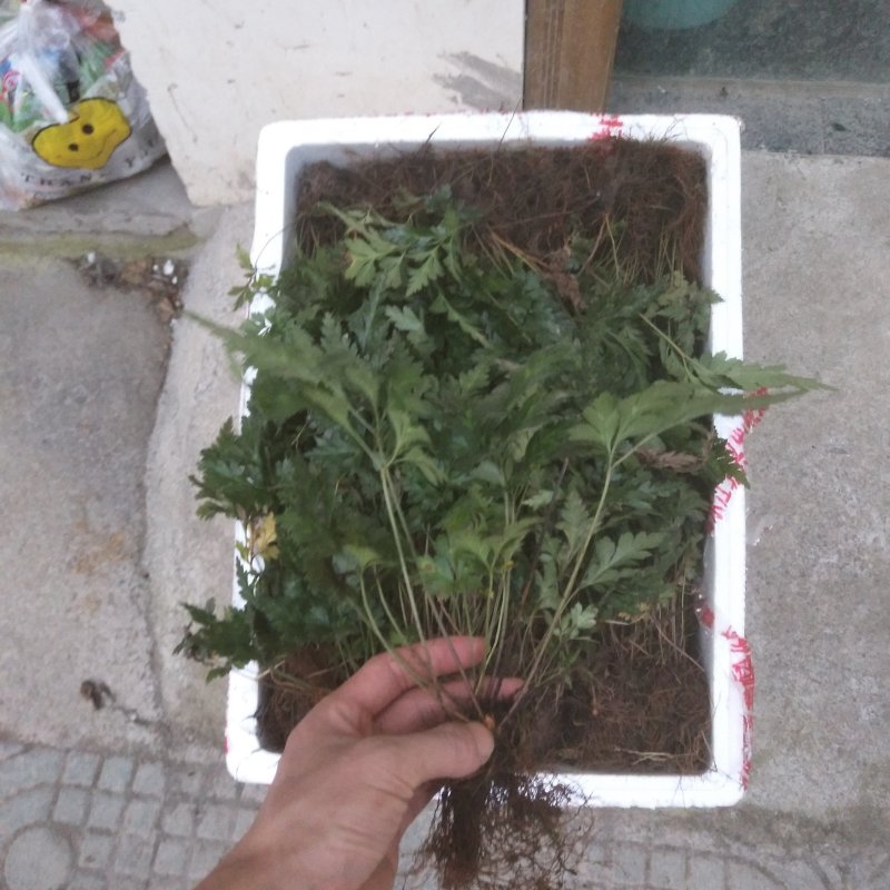 中药材鸡爪黄莲苗带叶整颗