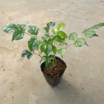 绿宝树苗四季常青花卉绿植庭院盆栽地栽苗木