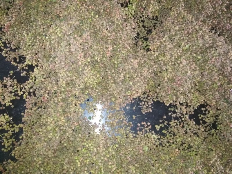 精品花椒
