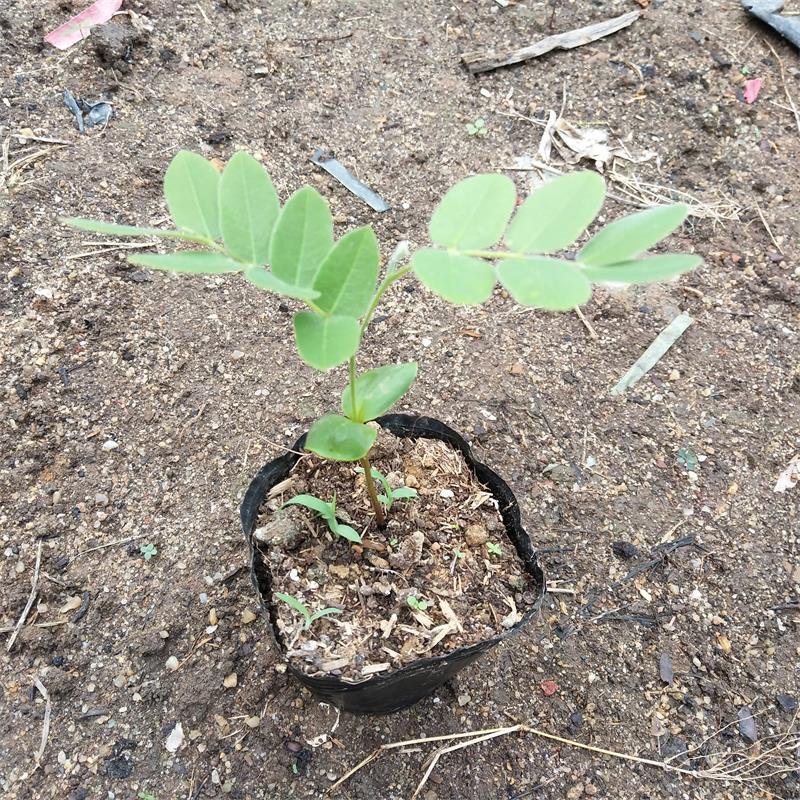 花旗木袋苗庭院盆栽地栽园林绿化苗木开花植物