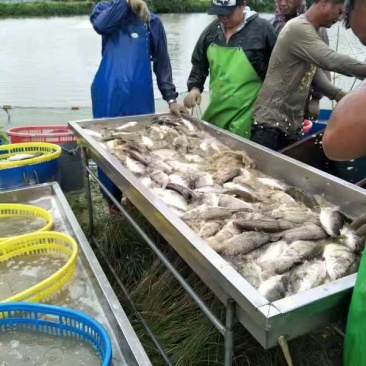 桂花鱼，清远直供价格实惠