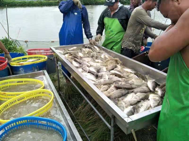 桂花鱼，清远直供价格实惠