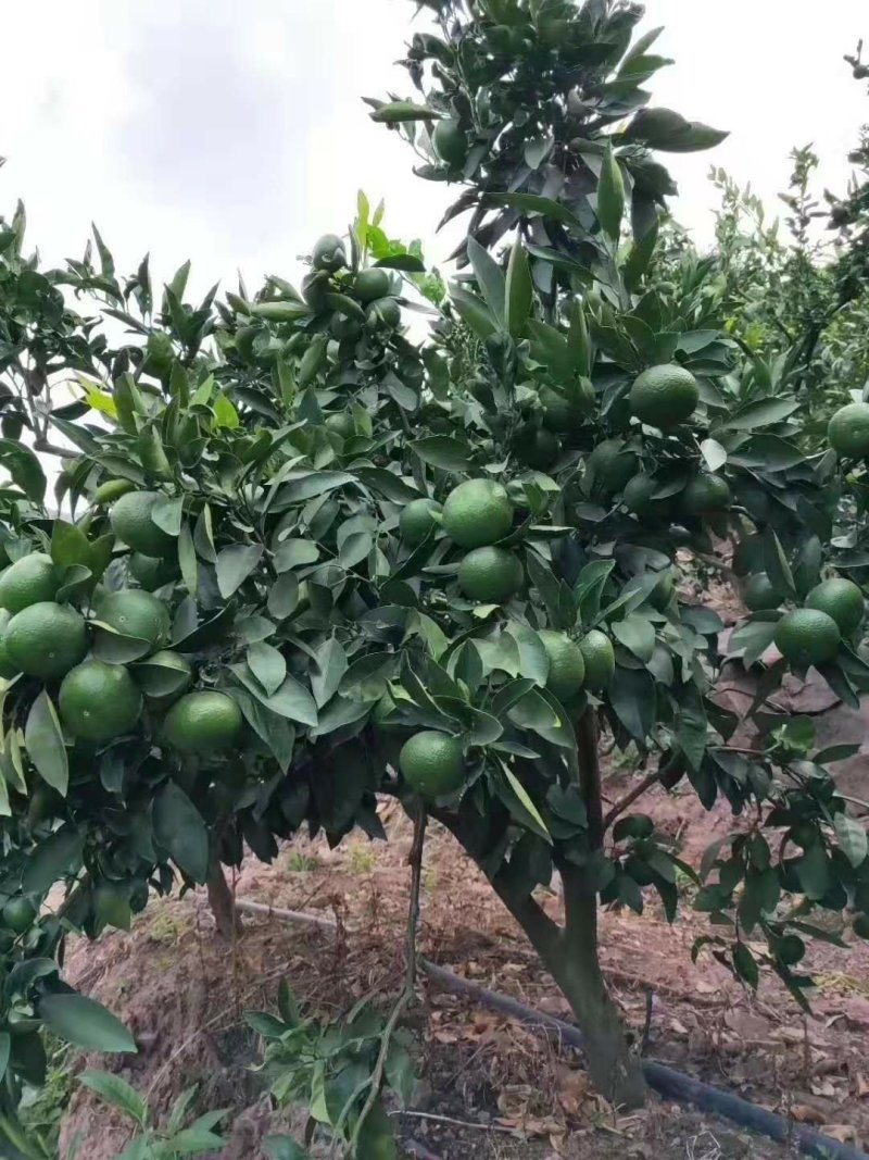 特早蜜橘基地直供一手货源批发，品质保证欢迎洽谈合作