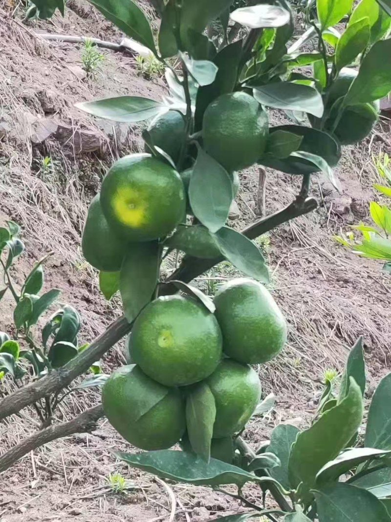 特早蜜橘基地直供一手货源批发，品质保证欢迎洽谈合作