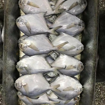 鲳鱼各个规格都有加工订做