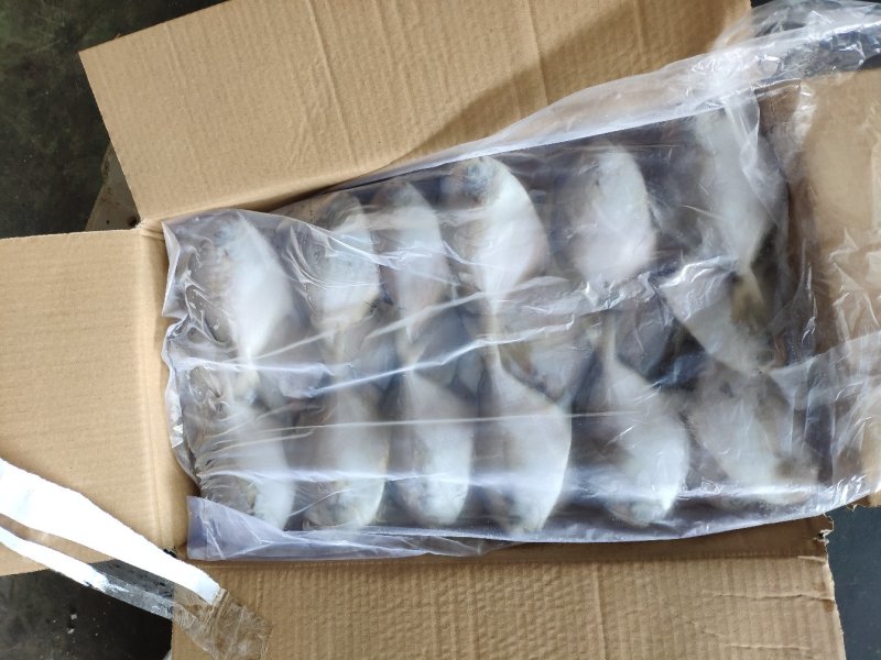 鲳鱼各个规格都有加工订做