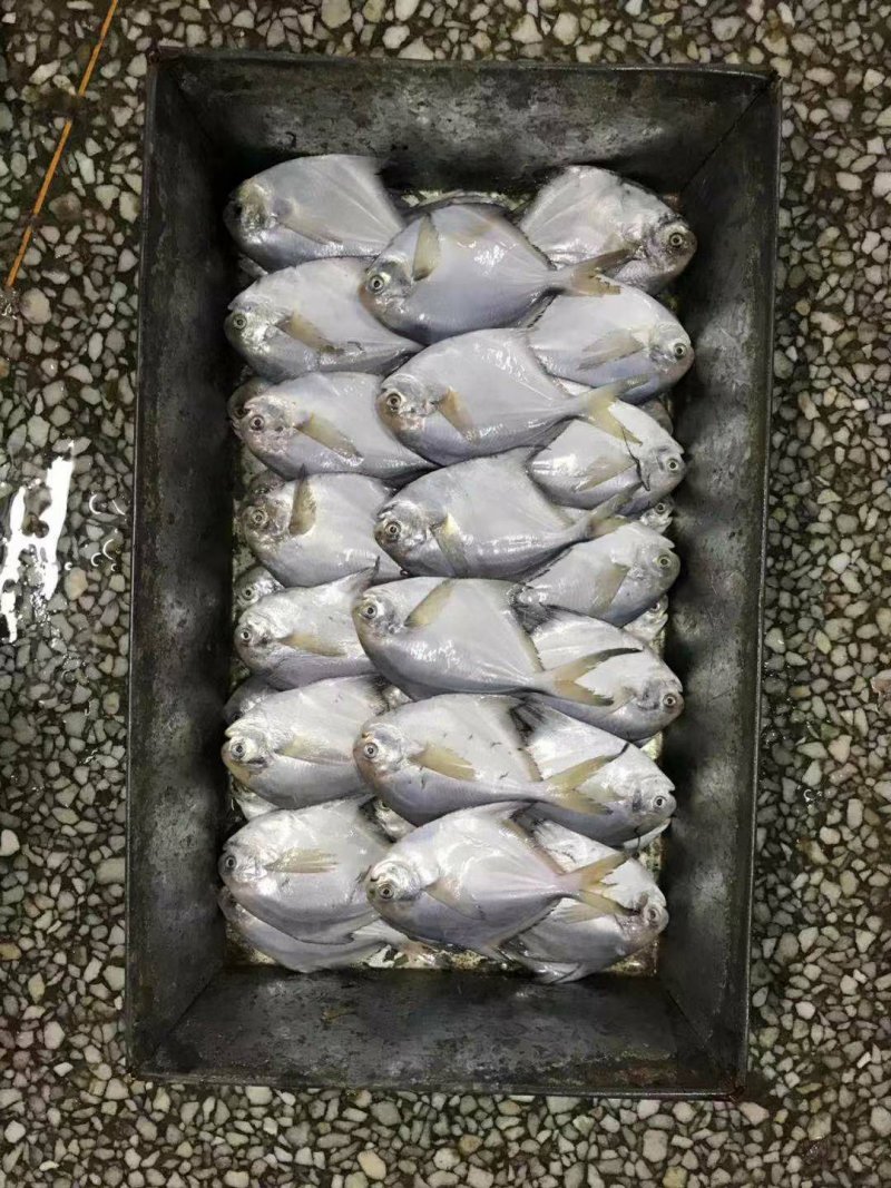 鲳鱼各个规格都有加工订做
