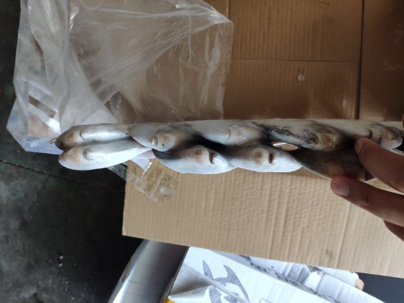 鲳鱼各个规格都有加工订做
