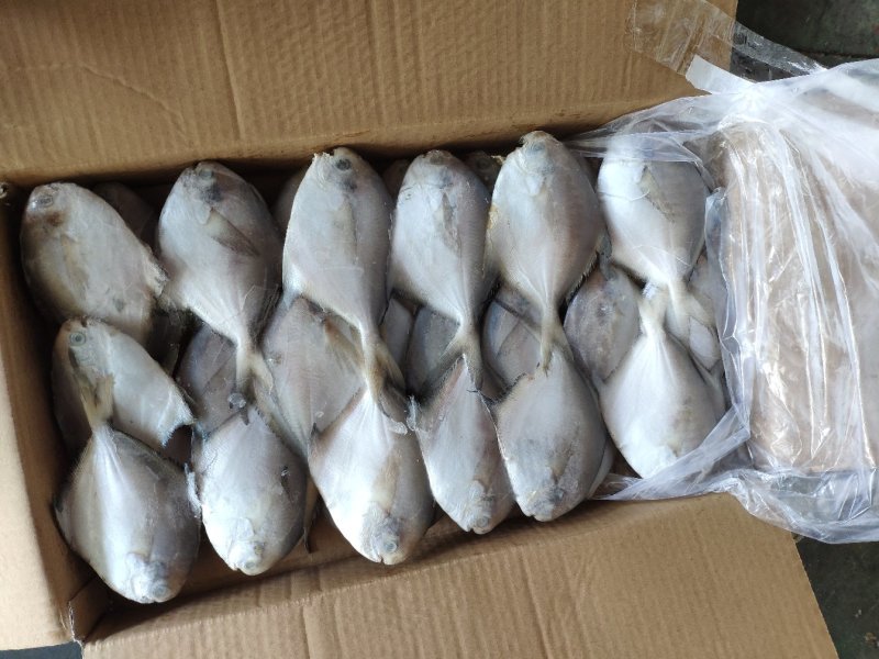 鲳鱼各个规格都有加工订做