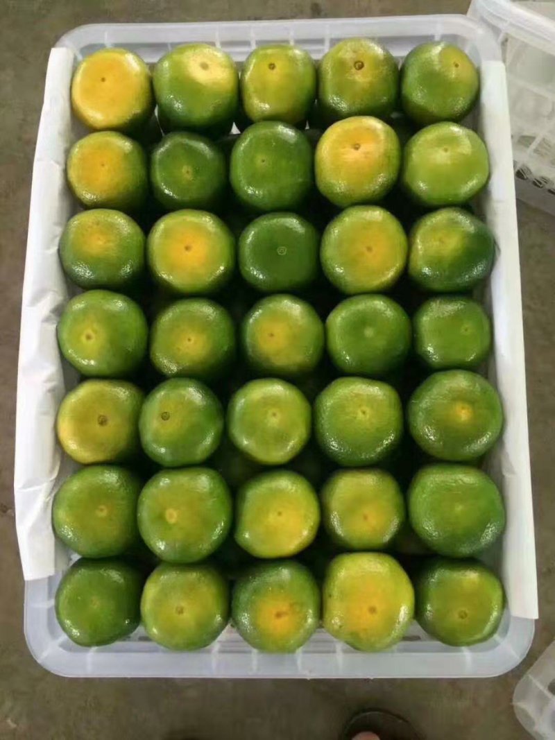 【🔥热卖🔥】湖北特早蜜橘规格齐全以质论价原产地货源