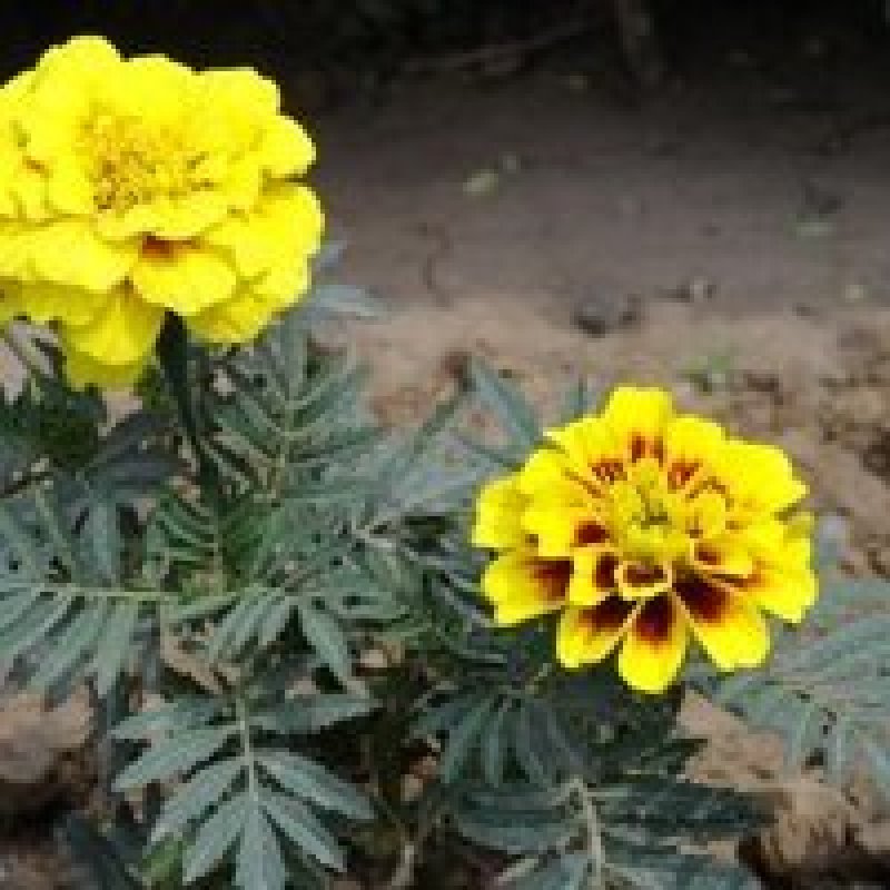 孔雀草：甘肃产地直供