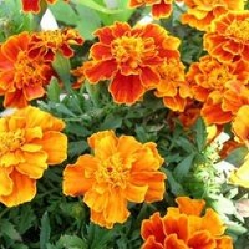 孔雀草：甘肃产地直供