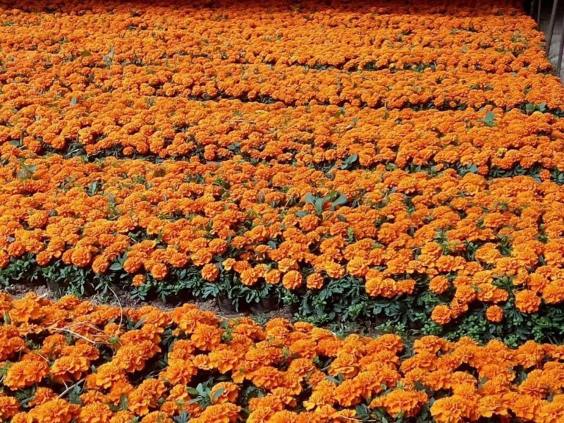 孔雀草：甘肃产地直供