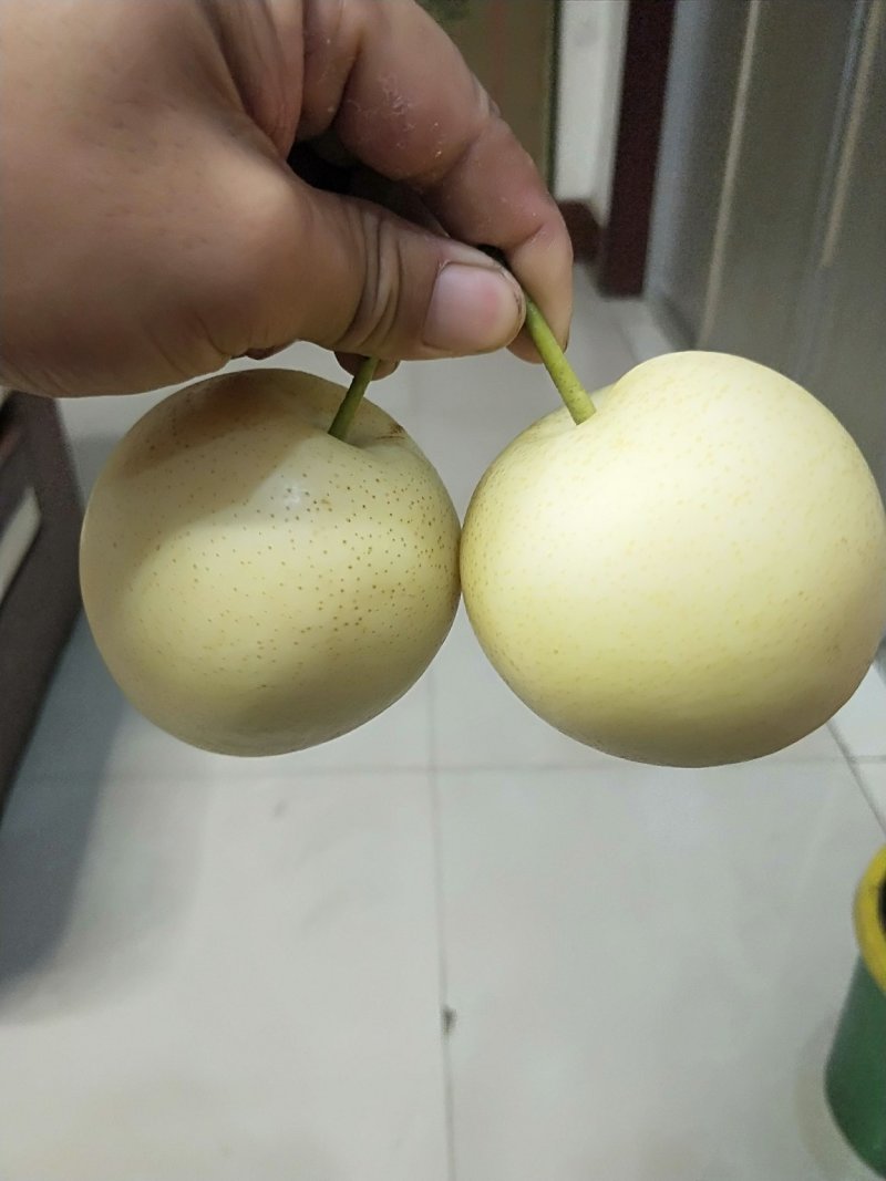 《产地供应》纸袋皇冠梨大量上市了皮薄肉细，个头大