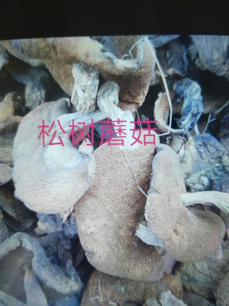 蘑菇