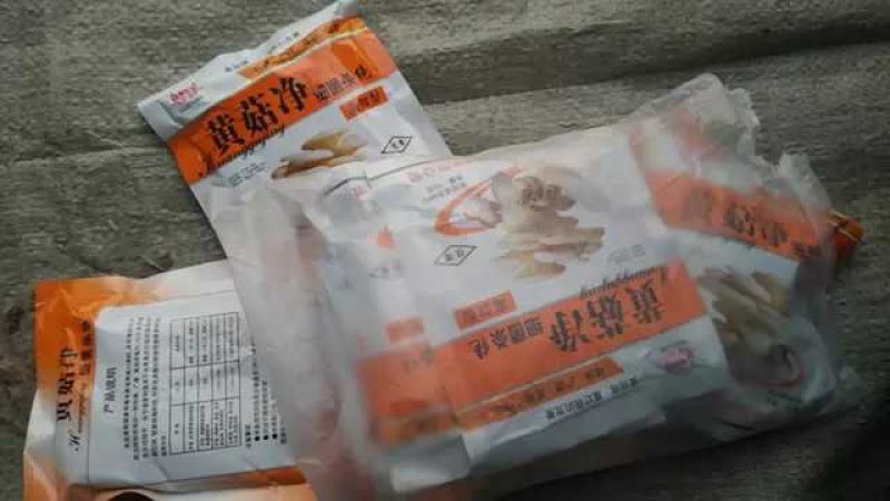 平菇黄菇净黄蘑菇腐烂病黄菇病