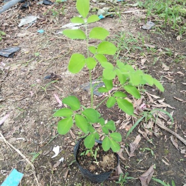 辣木苗印度辣木苗庭院盆栽地栽常绿苗木可食用
