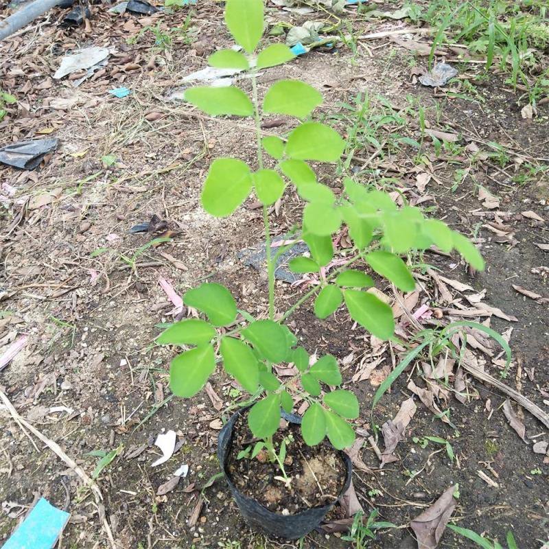 辣木苗印度辣木苗庭院盆栽地栽常绿苗木可食用