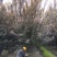 紫叶李，湖南郴州红叶李