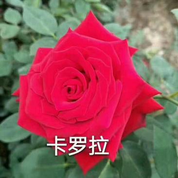 红玫瑰苗卡罗拉大花月季苗，适用于盆栽种植，绿化工程