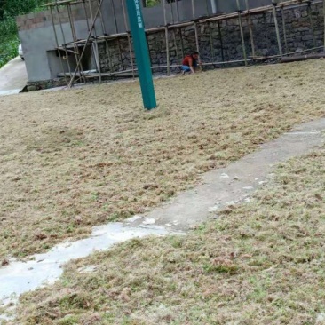 水苔