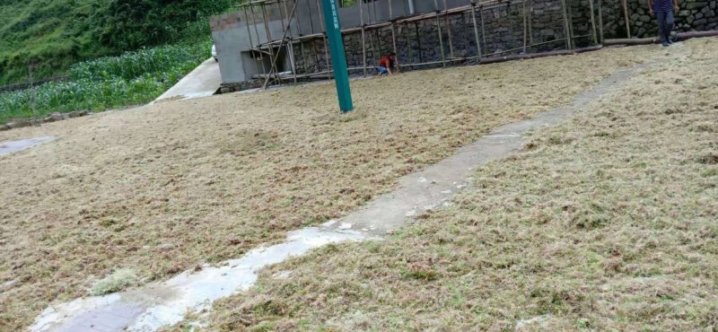 水苔