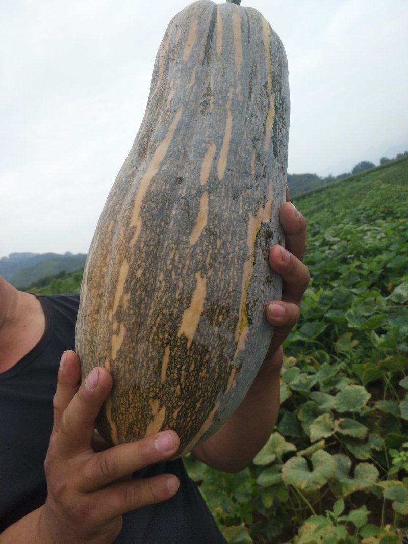 蜜本南瓜。八斤以上头茌瓜，个大颜色好，诚信经营。地头装车