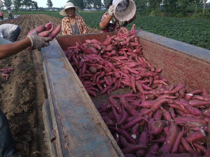 商薯19牛奶红薯打粉加工厂大量供应产地货源基地直供