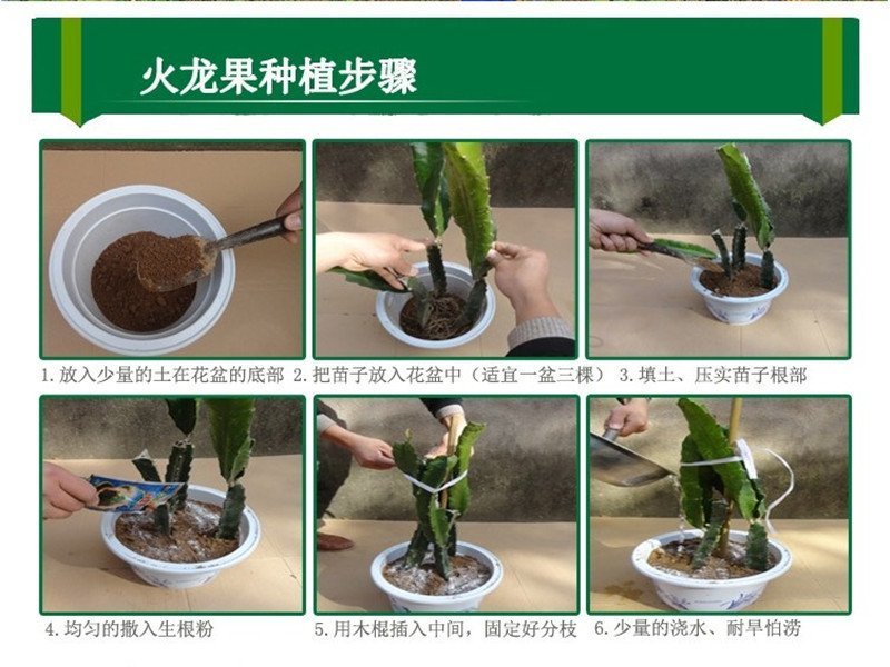 火龙果苗有根苗挂果产量高品种正宗可签合同