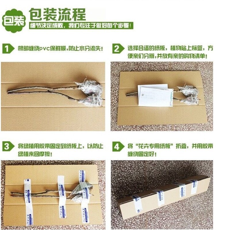 火龙果苗有根苗挂果产量高品种正宗可签合同